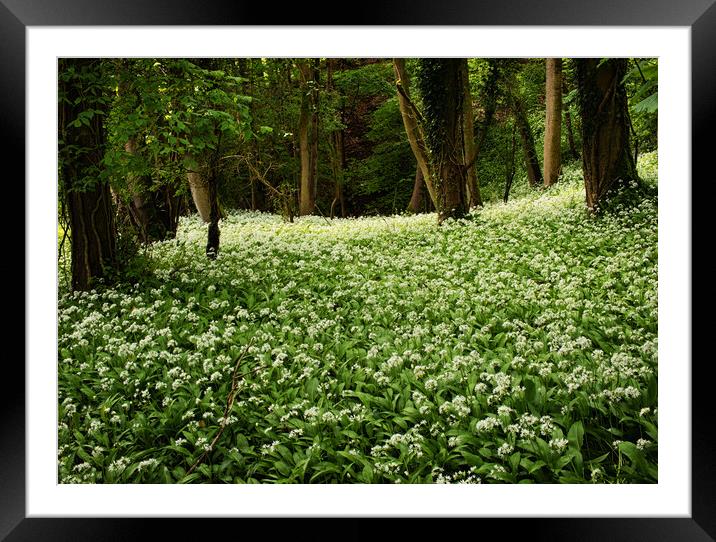 Wild Garlic Woodland Framed Mounted Print by David McCulloch