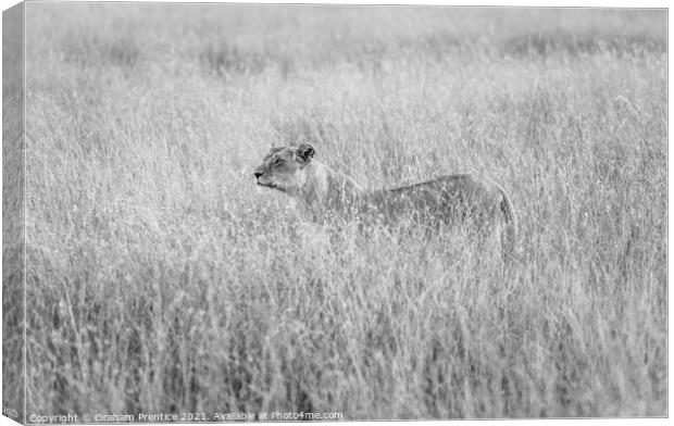Alert Lioness Hunting Canvas Print by Graham Prentice