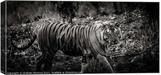 Bengal Tiger Canvas Print by Graham Prentice