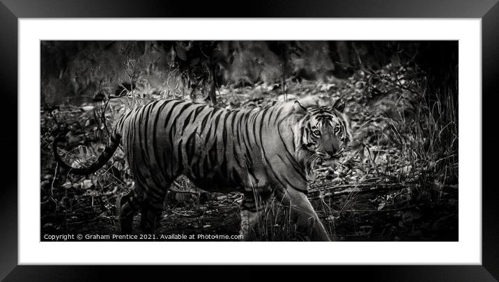 Bengal Tiger Framed Mounted Print by Graham Prentice