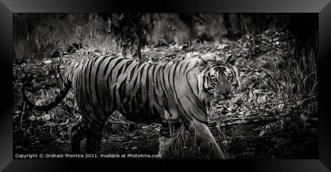 Bengal Tiger Framed Print by Graham Prentice