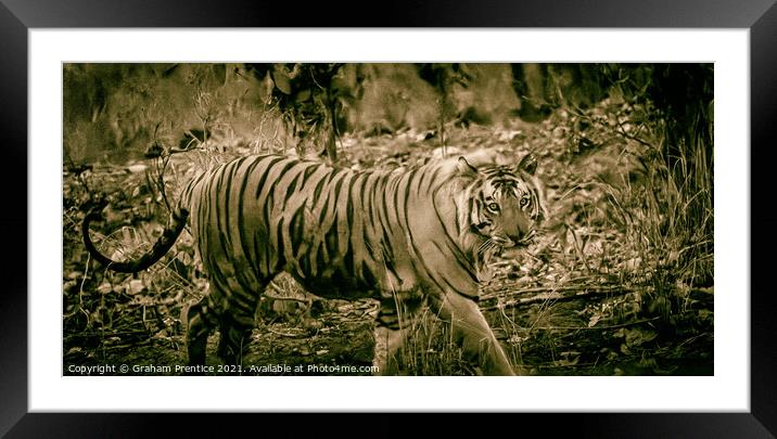 Bengal Tiger Framed Mounted Print by Graham Prentice