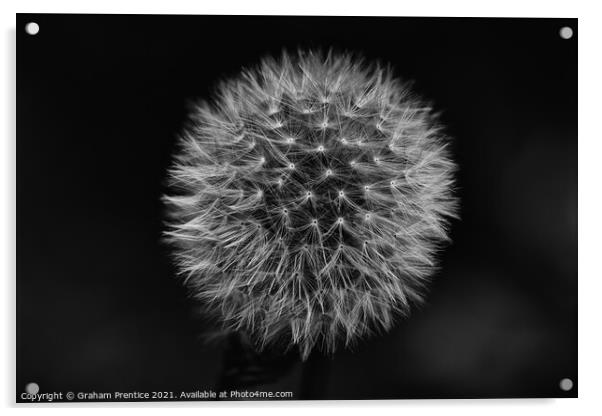 Dandelion Clock - Monochrome Acrylic by Graham Prentice