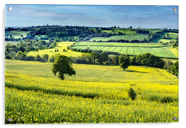 Rapeseed crop in the Wharfe Valley, Yorkshire  Acrylic by Chris North