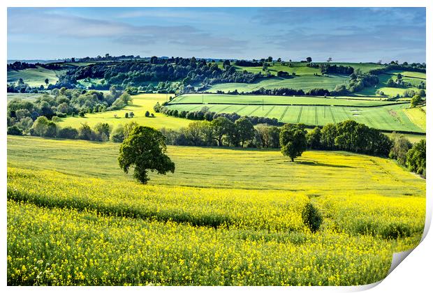 Rapeseed crop in the Wharfe Valley, Yorkshire  Print by Chris North