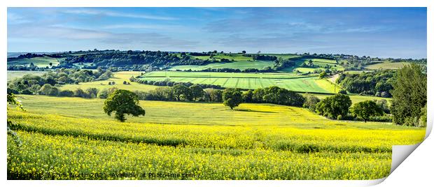A Rapeseed panorama. Print by Chris North