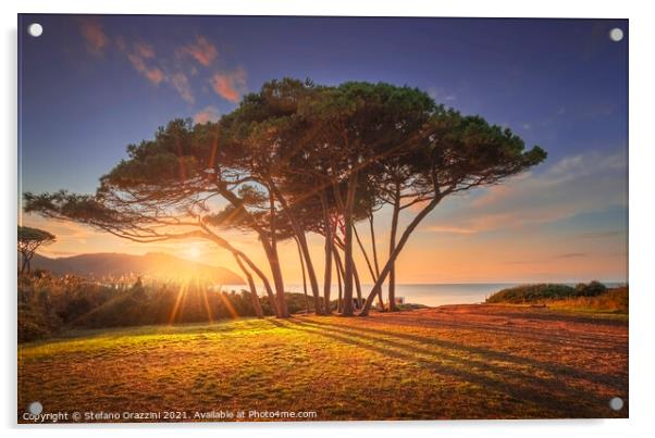 Pine trees at Sunset. Baratti, Tuscany. Acrylic by Stefano Orazzini