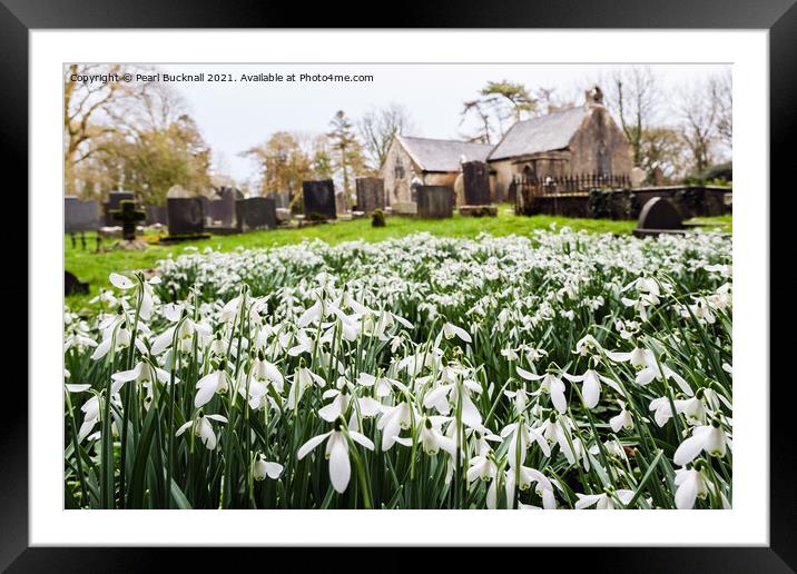 Wild Snowdrops in Anglesey Churchyard  Framed Mounted Print by Pearl Bucknall