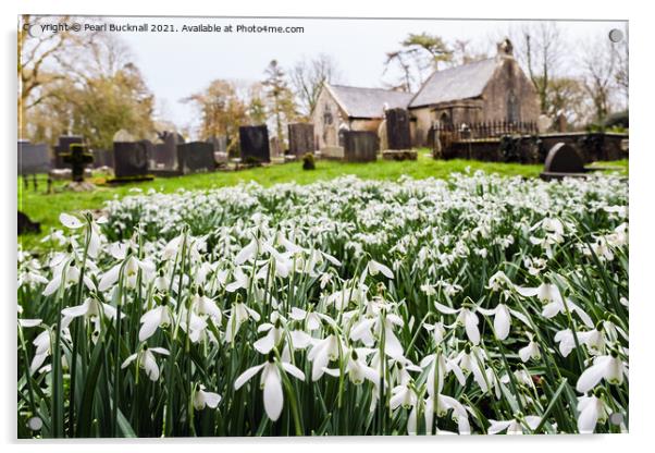 Wild Snowdrops in Anglesey Churchyard  Acrylic by Pearl Bucknall