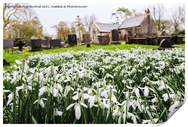 Wild Snowdrops in Anglesey Churchyard  Print by Pearl Bucknall