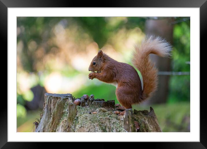 Scottish Red Squirrel Gathering Nuts Framed Mounted Print by Stuart Jack