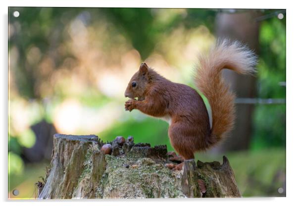 Scottish Red Squirrel Gathering Nuts Acrylic by Stuart Jack