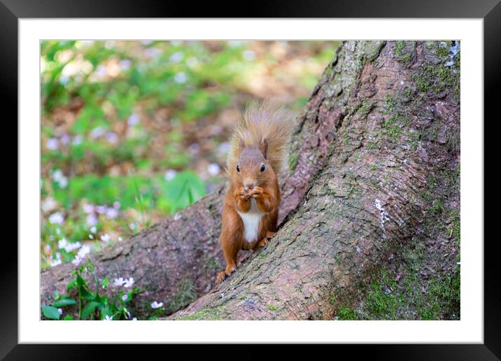 Joyful Red Squirrel Feast Framed Mounted Print by Stuart Jack
