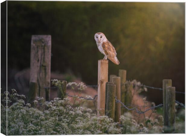 Barn Owl hunting in the evening sun Canvas Print by Andrew Scott