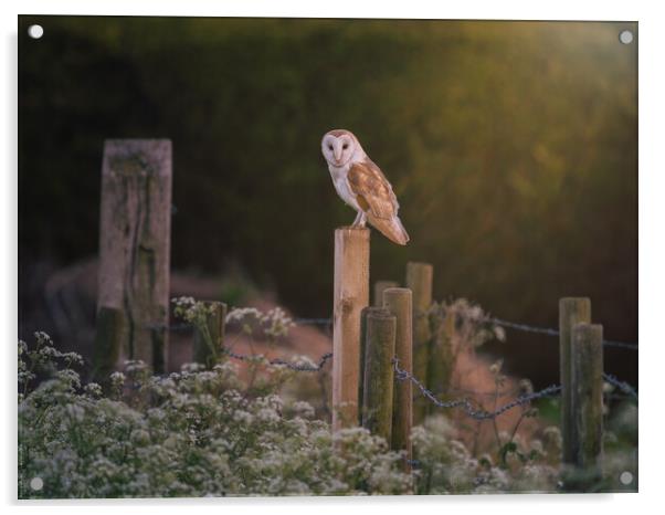 Barn Owl hunting in the evening sun Acrylic by Andrew Scott