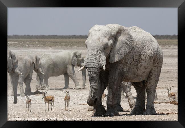 Elephants and Springbok Framed Print by Dirk Rüter