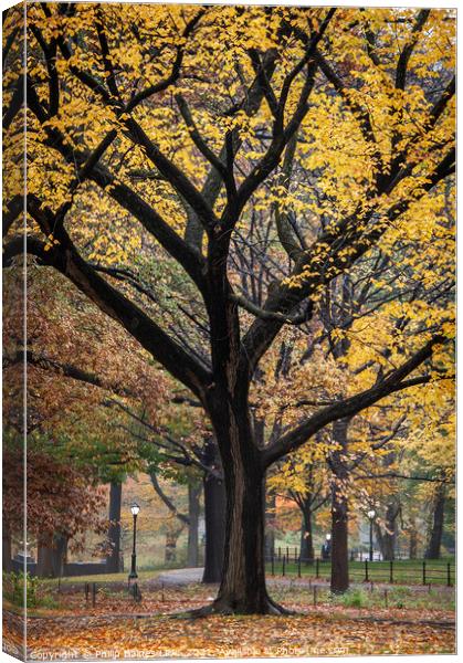 Escaping to Central Park Canvas Print by Philip Baines