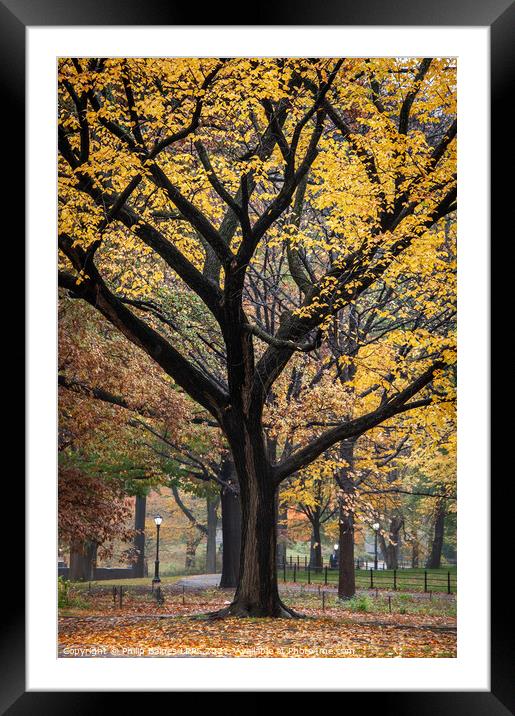 Escaping to Central Park Framed Mounted Print by Philip Baines