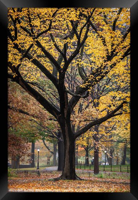 Escaping to Central Park Framed Print by Philip Baines