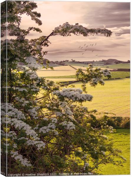 May Tree overlooking Ingleborough at sunset Canvas Print by Heather Sheldrick