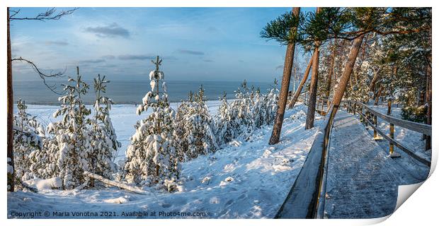 Snowy spruce trees in forest near sea coast Print by Maria Vonotna