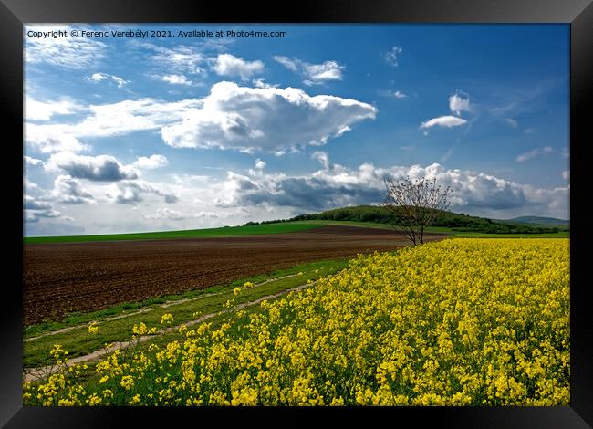 spring on the meadow   Framed Print by Ferenc Verebélyi