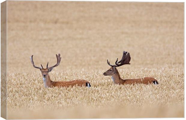 Fallow Deer Bucks in Wheat Field Canvas Print by Arterra 