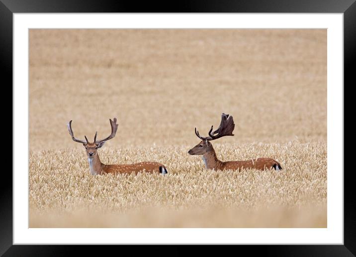 Fallow Deer Bucks in Wheat Field Framed Mounted Print by Arterra 
