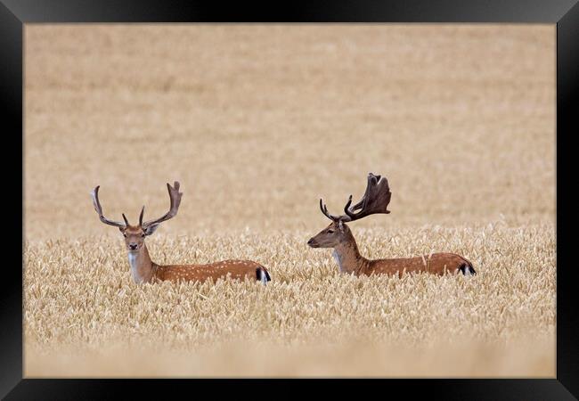 Fallow Deer Bucks in Wheat Field Framed Print by Arterra 