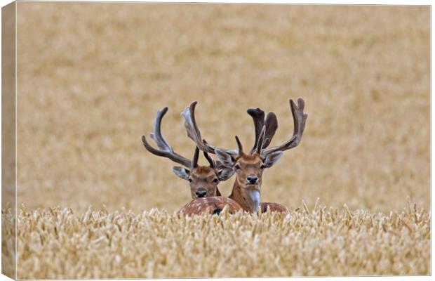 Fallow Deer Bucks in Summer Cornfield Canvas Print by Arterra 