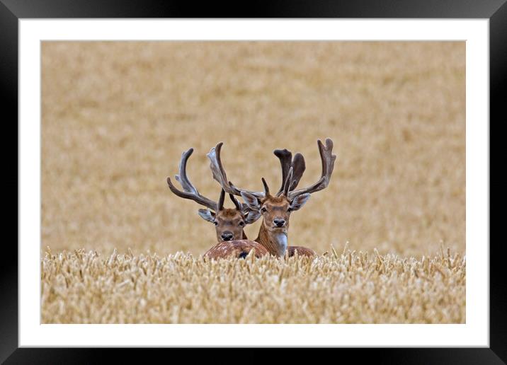 Fallow Deer Bucks in Summer Cornfield Framed Mounted Print by Arterra 