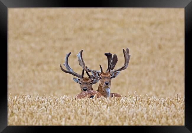 Fallow Deer Bucks in Summer Cornfield Framed Print by Arterra 