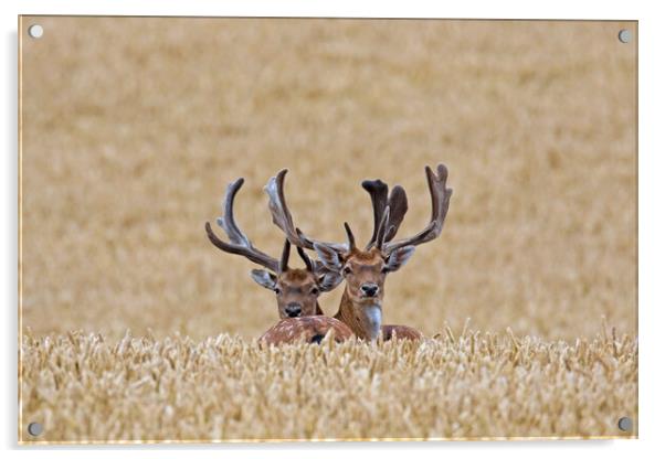 Fallow Deer Bucks in Summer Cornfield Acrylic by Arterra 