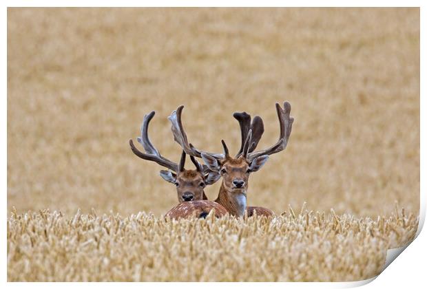 Fallow Deer Bucks in Summer Cornfield Print by Arterra 