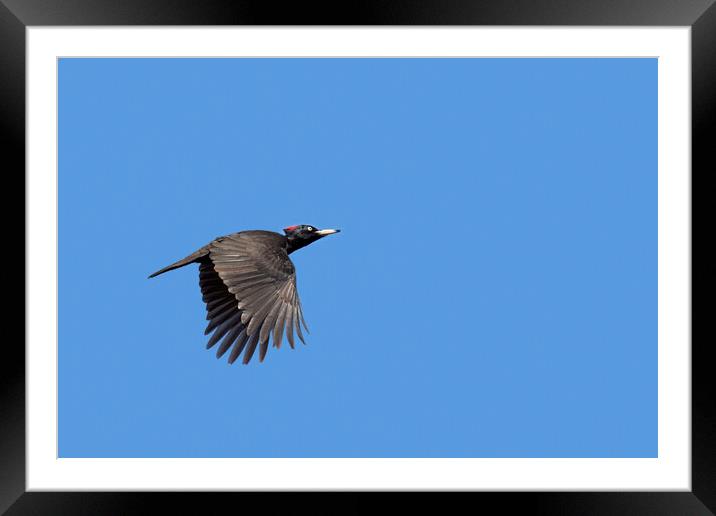 Black Woodpecker in Flight Framed Mounted Print by Arterra 