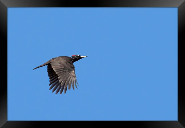 Black Woodpecker in Flight Framed Print by Arterra 
