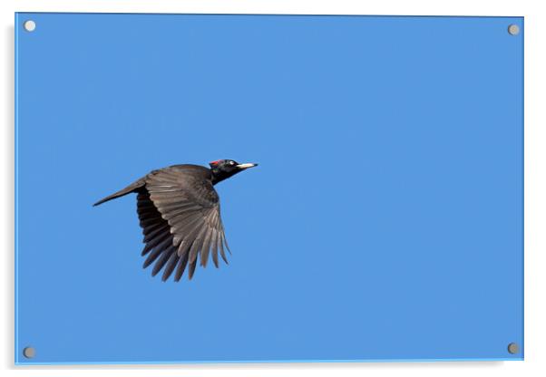 Black Woodpecker in Flight Acrylic by Arterra 