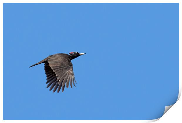 Black Woodpecker in Flight Print by Arterra 