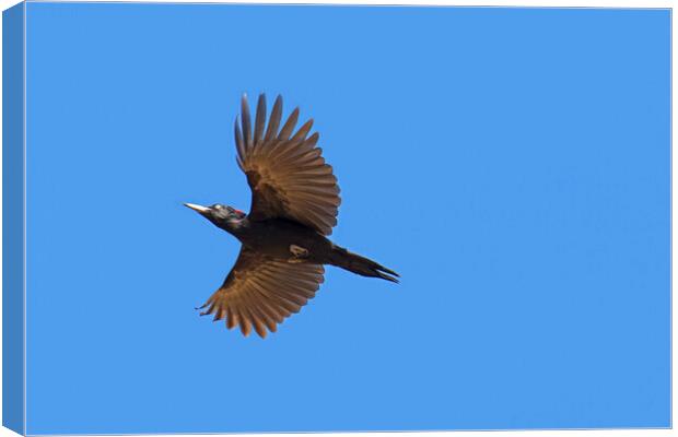 Flying Black Woodpecker Canvas Print by Arterra 