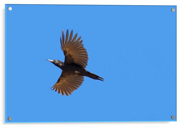 Flying Black Woodpecker Acrylic by Arterra 