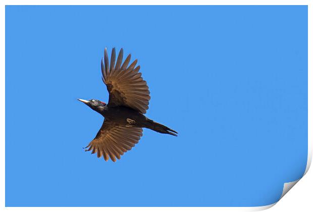 Flying Black Woodpecker Print by Arterra 