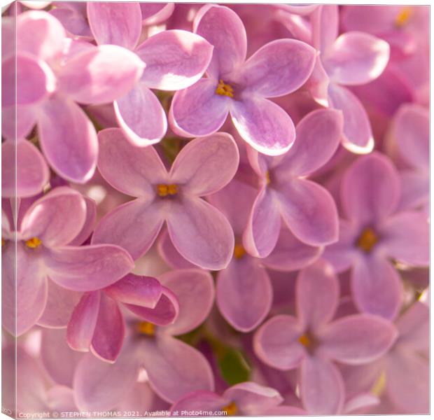 Lovely Lilac - Macro Canvas Print by STEPHEN THOMAS