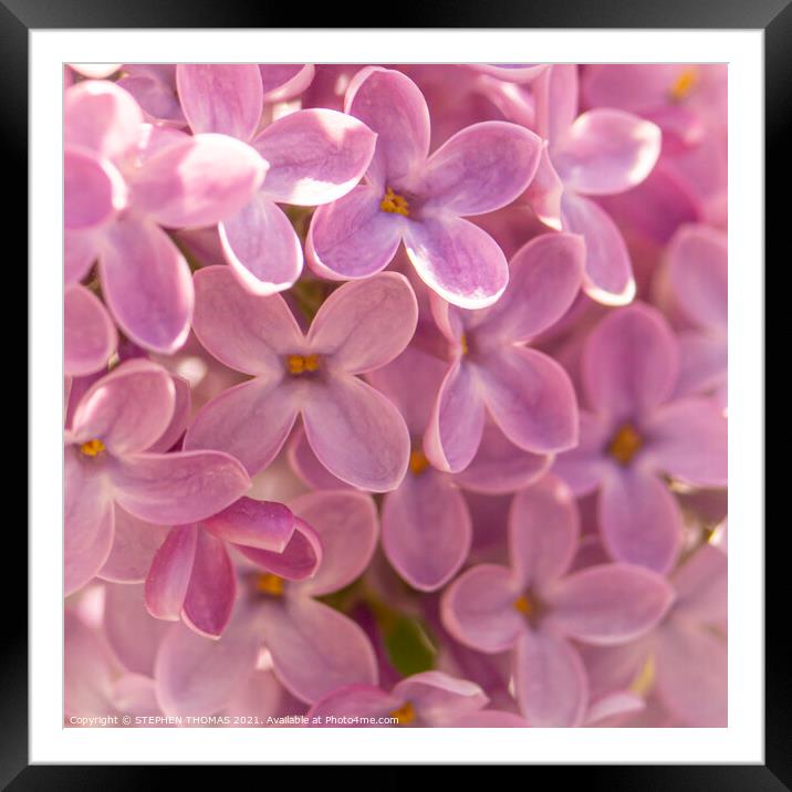Lovely Lilac - Macro Framed Mounted Print by STEPHEN THOMAS