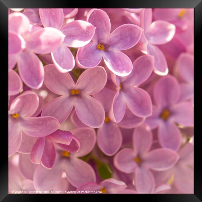 Lovely Lilac - Macro Framed Print by STEPHEN THOMAS