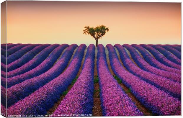 Lavender Fields and Lonely Tree Canvas Print by Stefano Orazzini