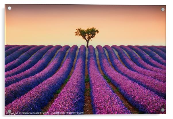 Lavender Fields and Lonely Tree Acrylic by Stefano Orazzini