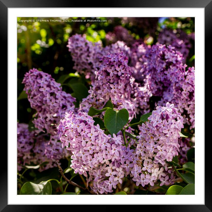 Lilac Butterfly Framed Mounted Print by STEPHEN THOMAS