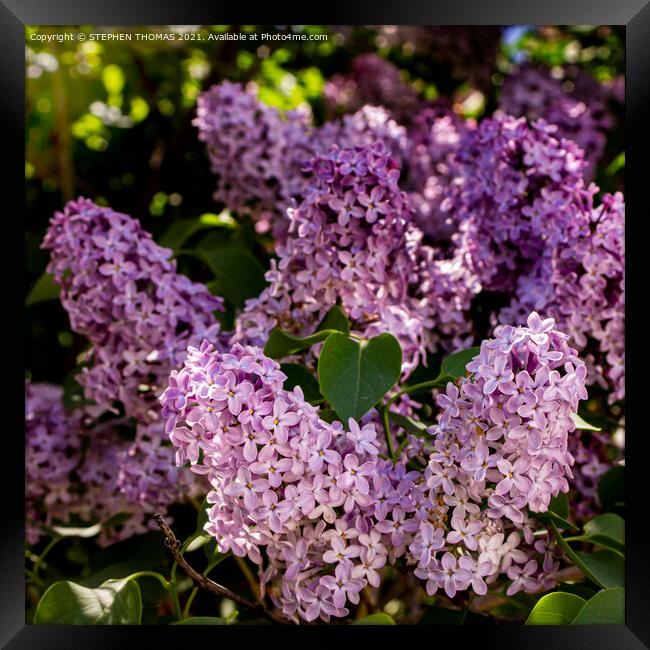Lilac Butterfly Framed Print by STEPHEN THOMAS