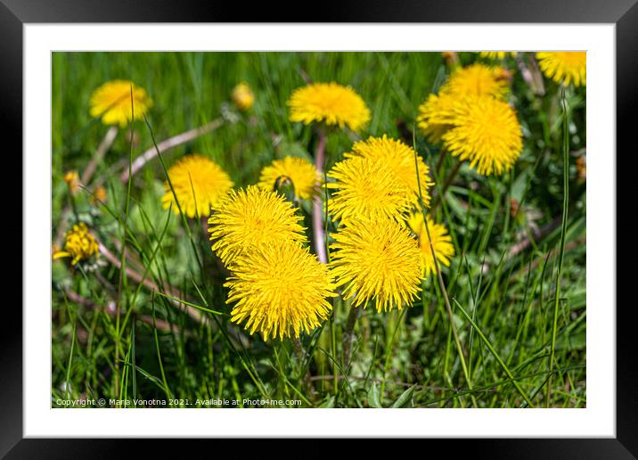 Yellow dandelions Framed Mounted Print by Maria Vonotna