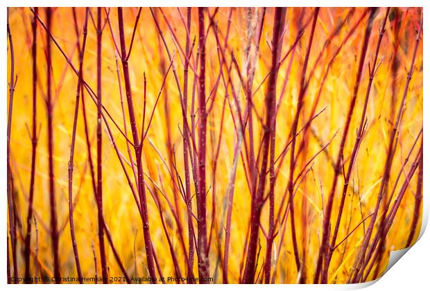 SIberian dogwood resembles fire Print by Christina Hemsley